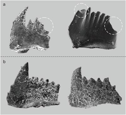 Automatic identification of conodont species using fine-grained convolutional neural networks
